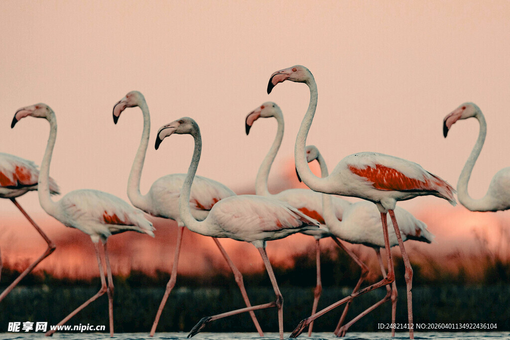 漫步的火烈鸟群