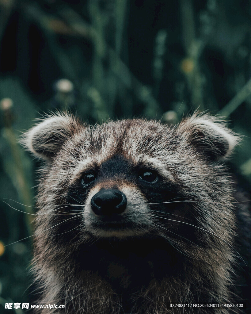 可爱浣熊特写