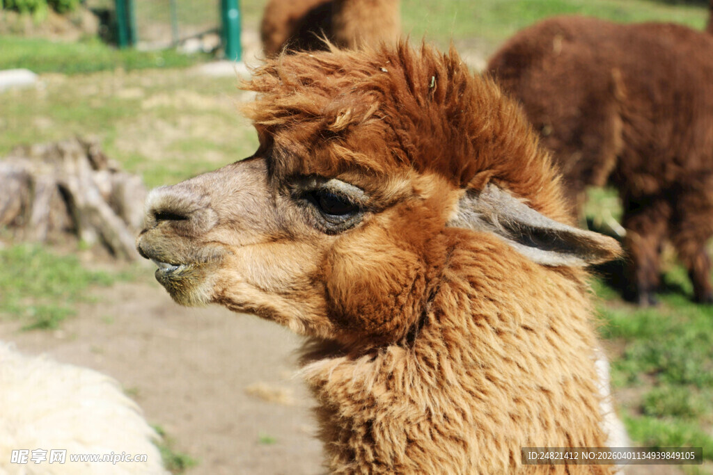 可爱羊驼在户外