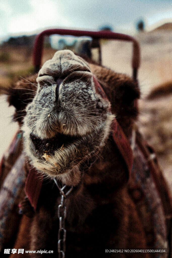 沙漠中被拴住的骆驼
