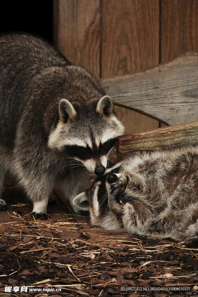 两只浣熊互动场景
