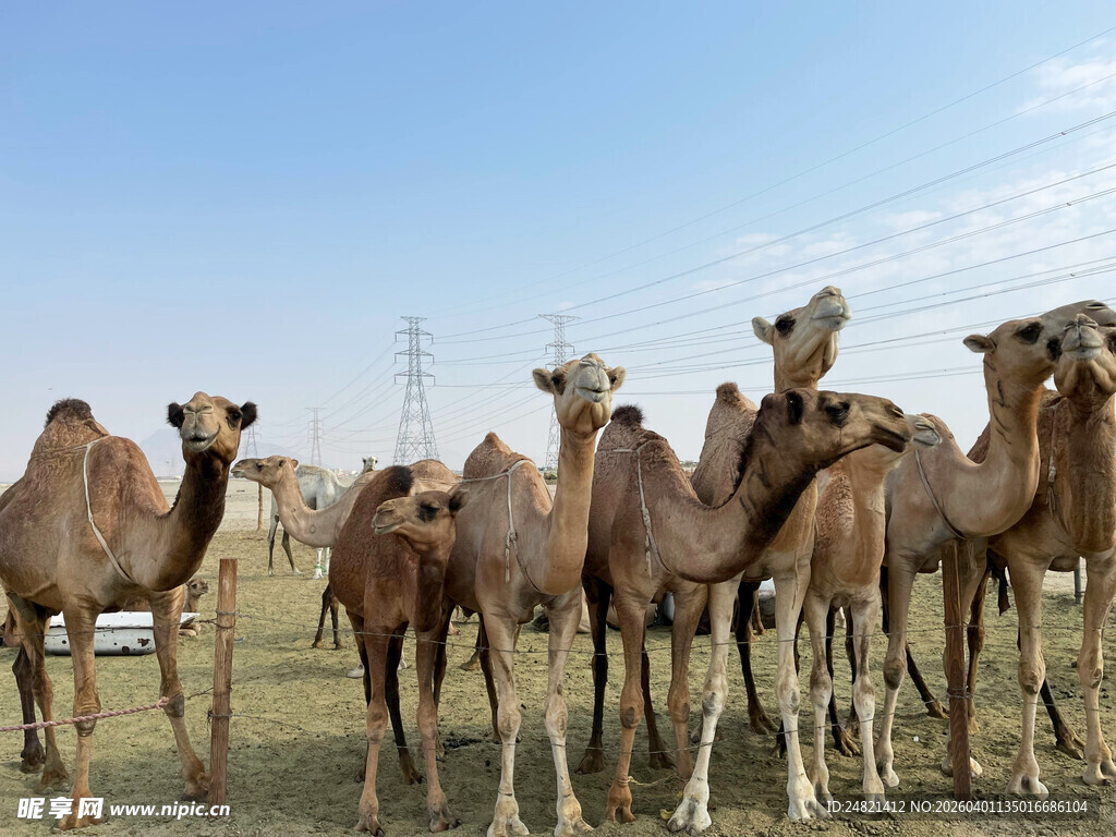 一群骆驼站在开阔地带