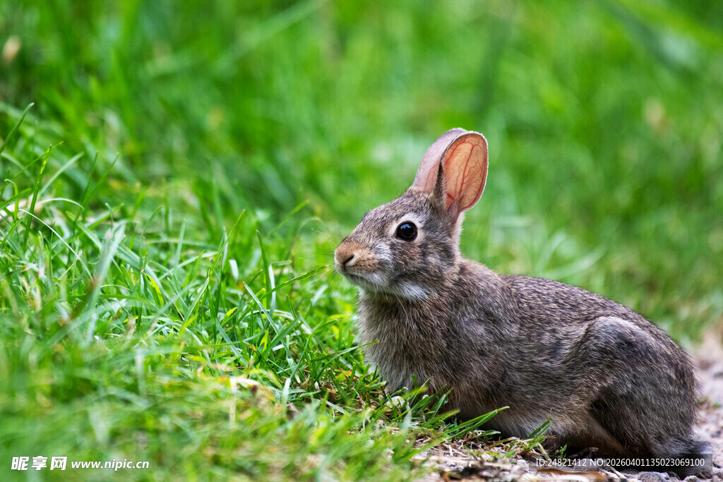 草地上的灰兔
