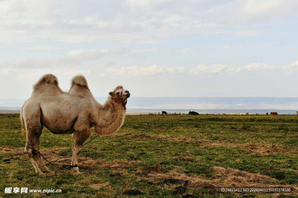 草原上的单峰骆驼