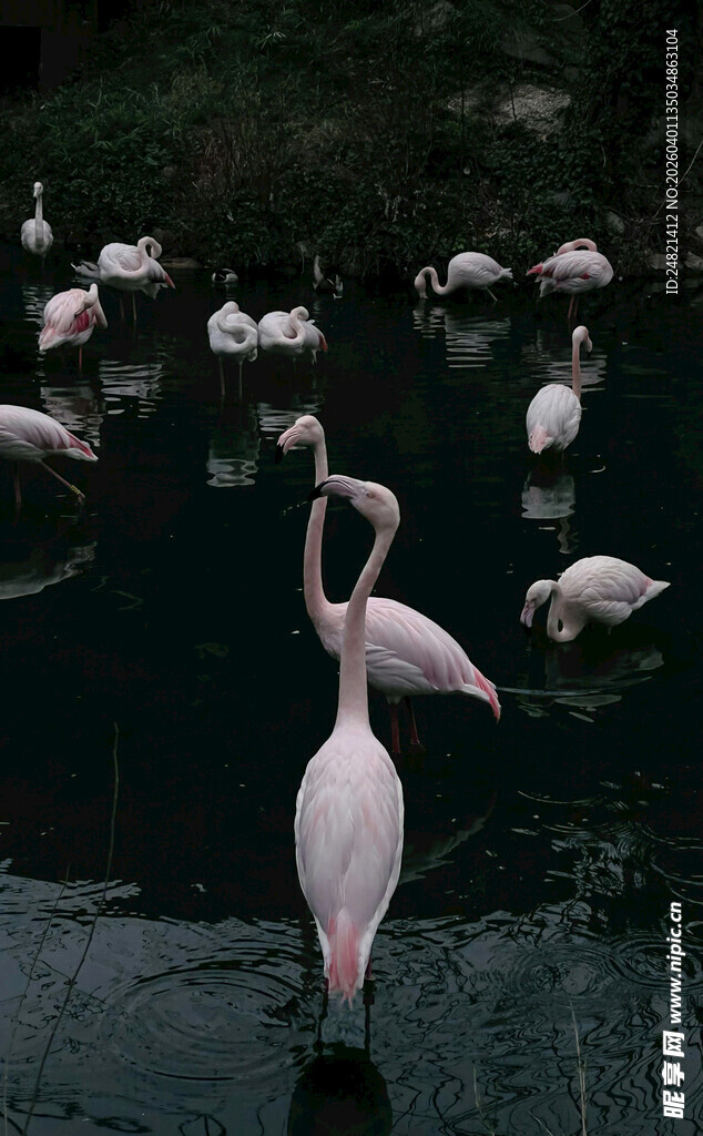 水中优雅的火烈鸟群