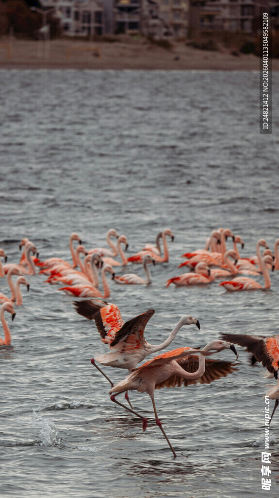 火烈鸟群于水面展翅
