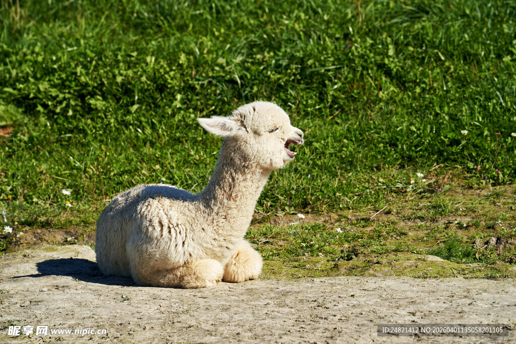 可爱小羊雕塑坐于草地