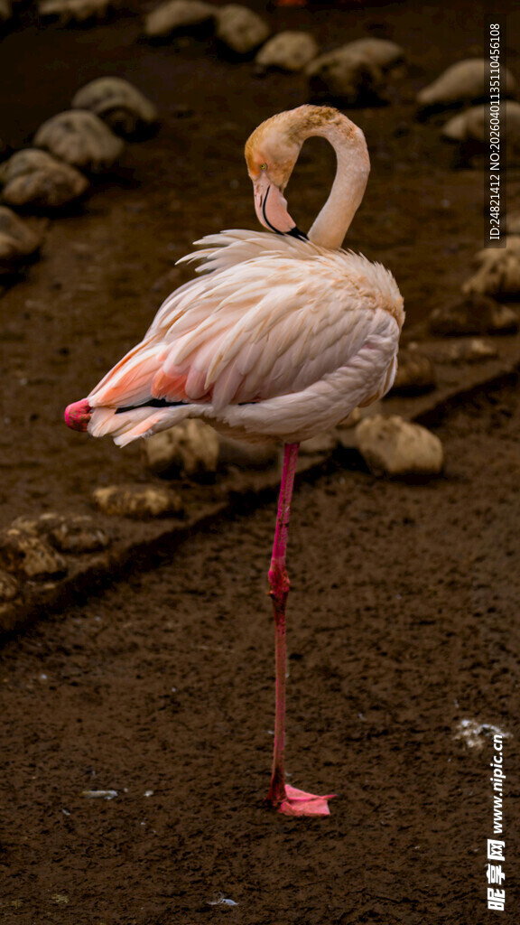 单只火烈鸟优雅站立姿态