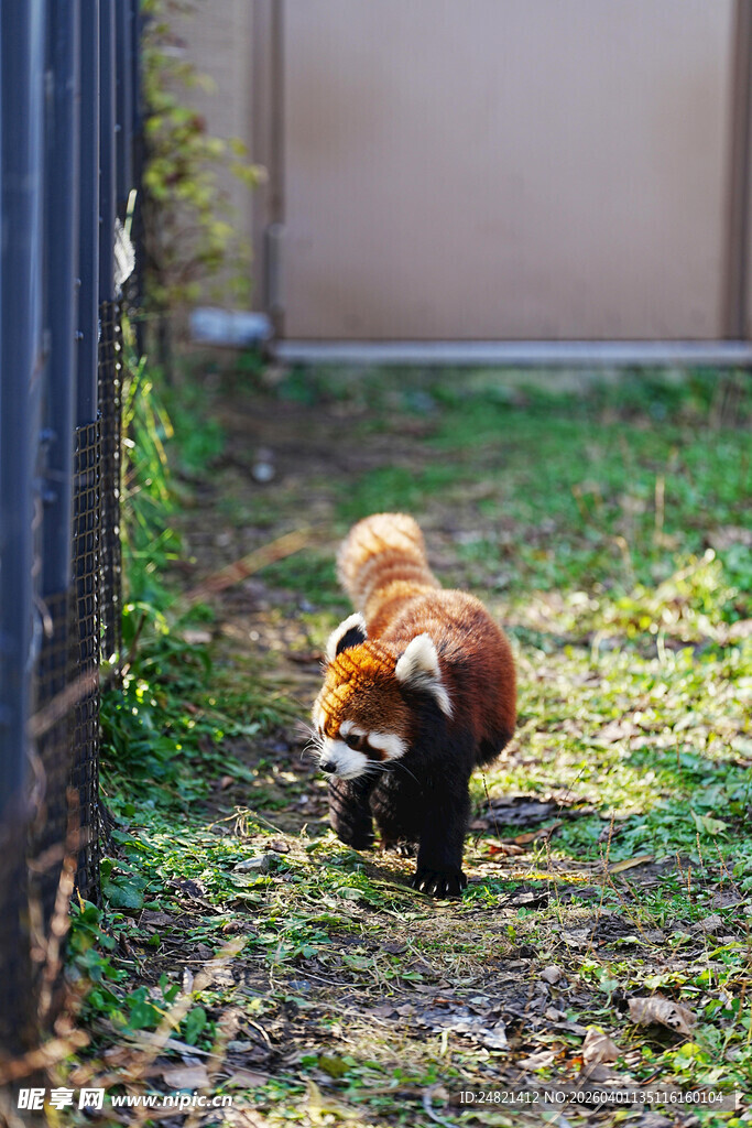 小熊猫在户外行走
