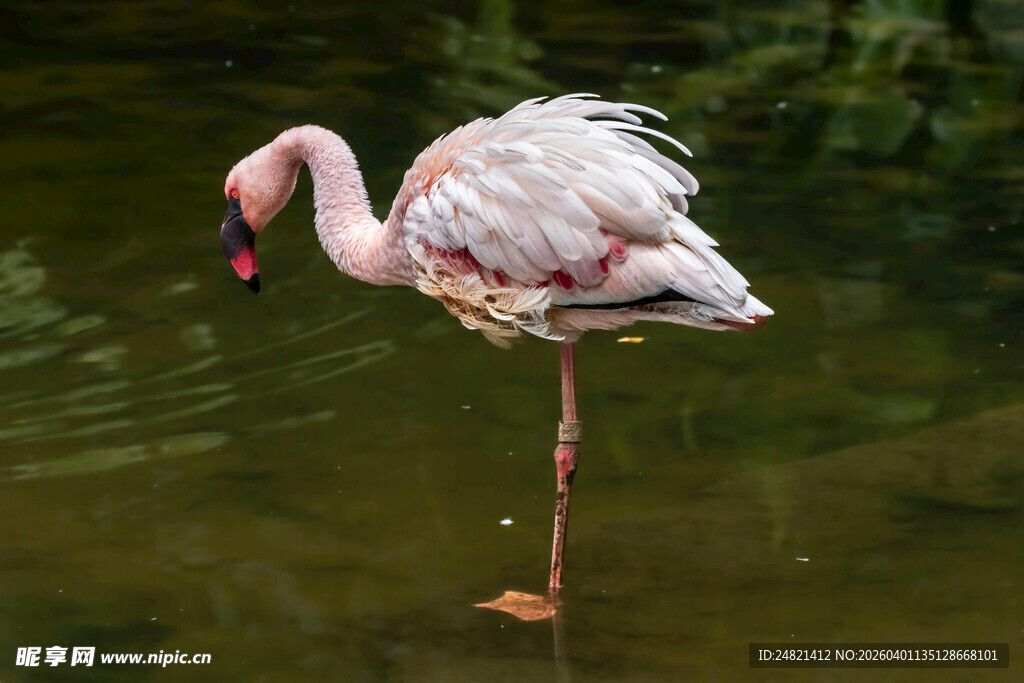 单腿站立的优雅火烈鸟