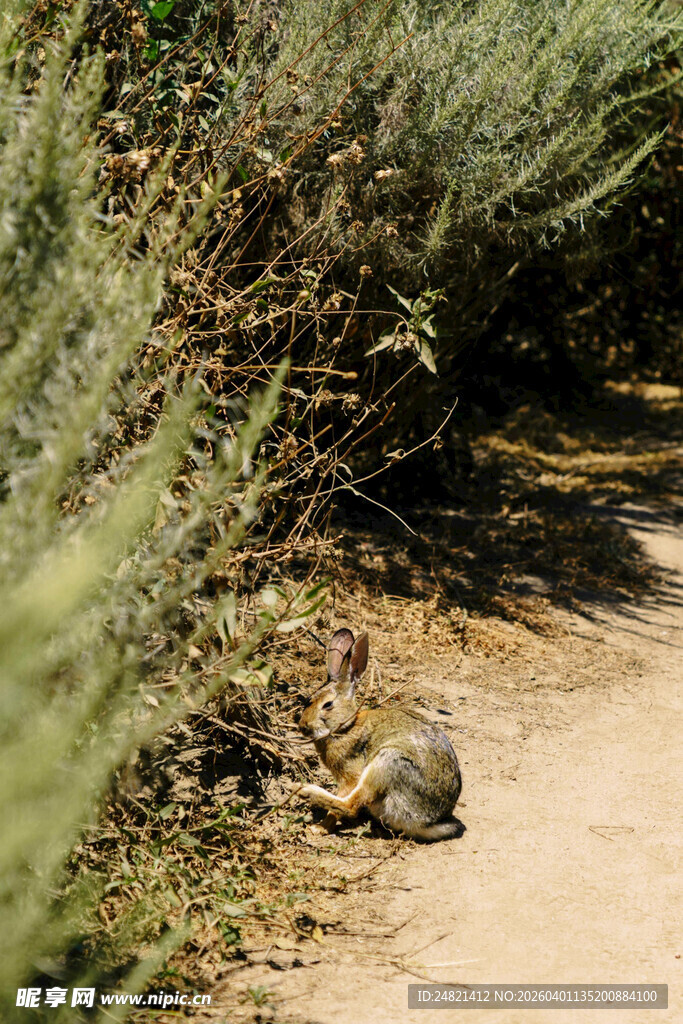 路边休憩的小鸟
