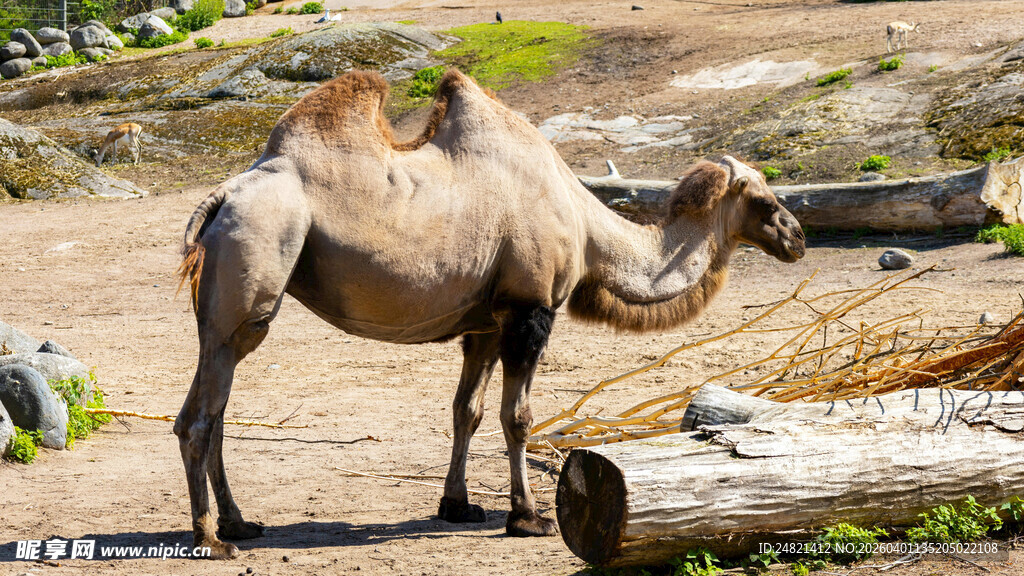 沙漠之舟骆驼站立场景