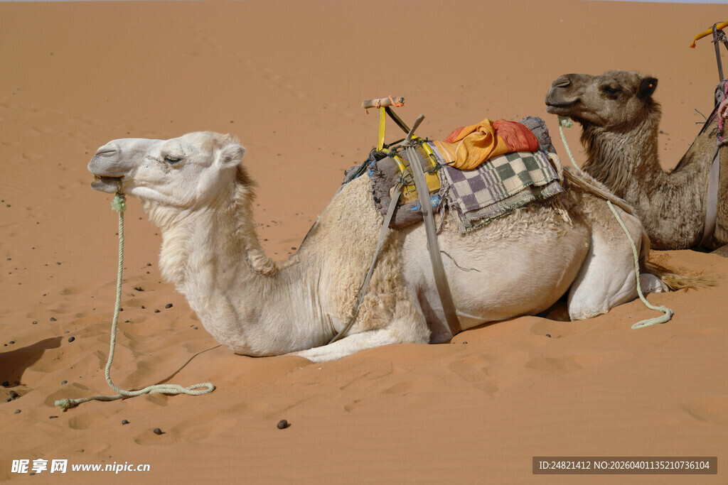 沙漠中休憩的骆驼