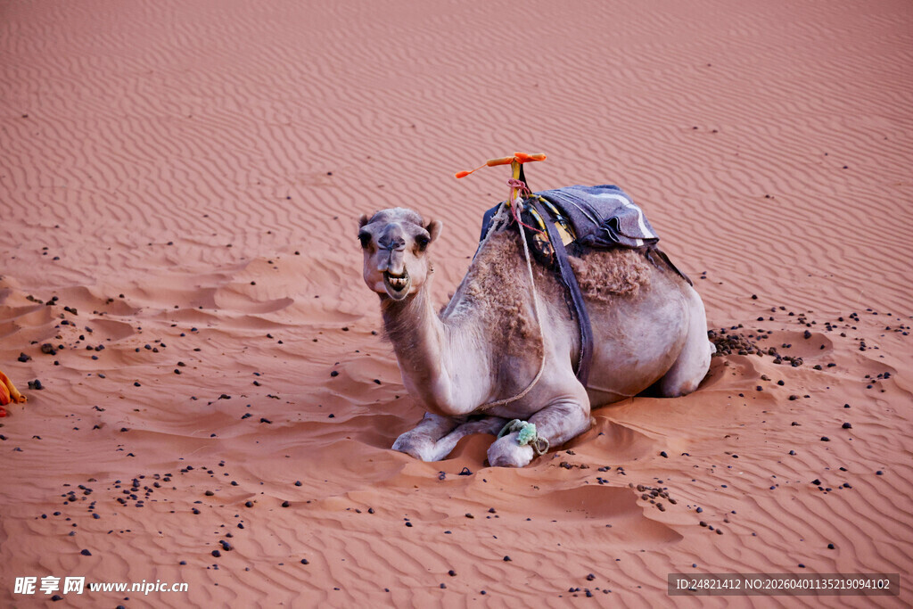 沙漠中休憩的骆驼