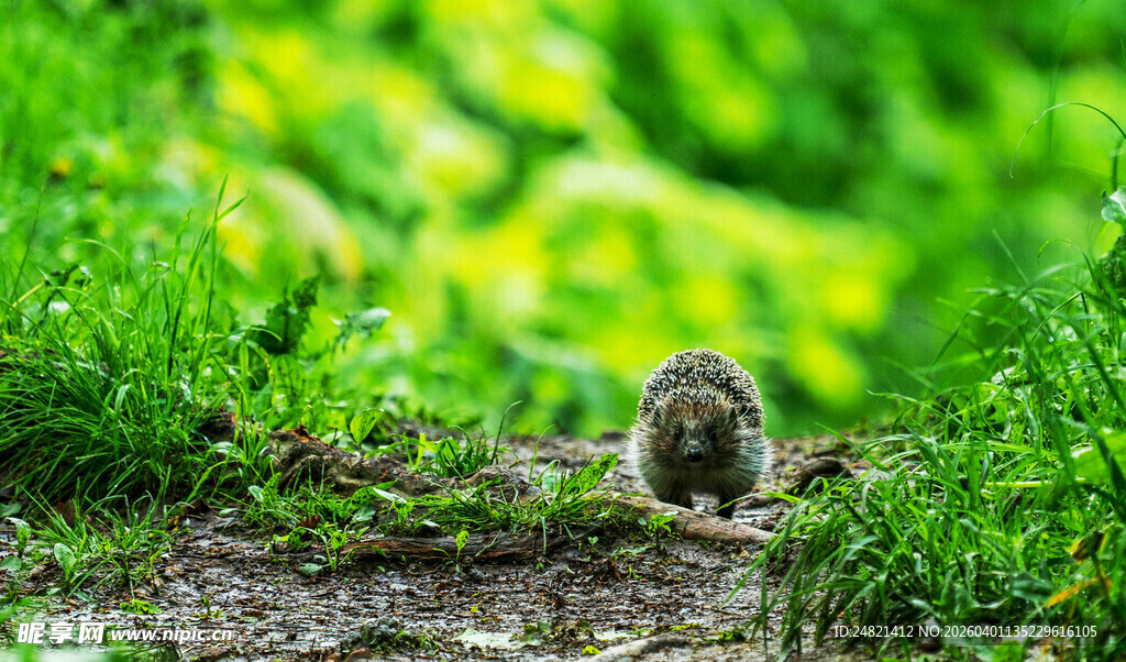 草丛中的可爱小松鼠