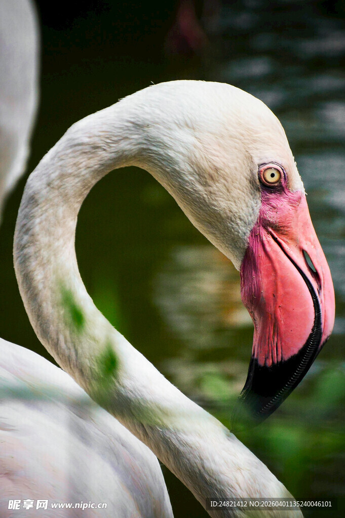 优雅火烈鸟特写