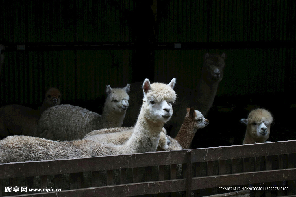 羊驼围栏旁好奇张望