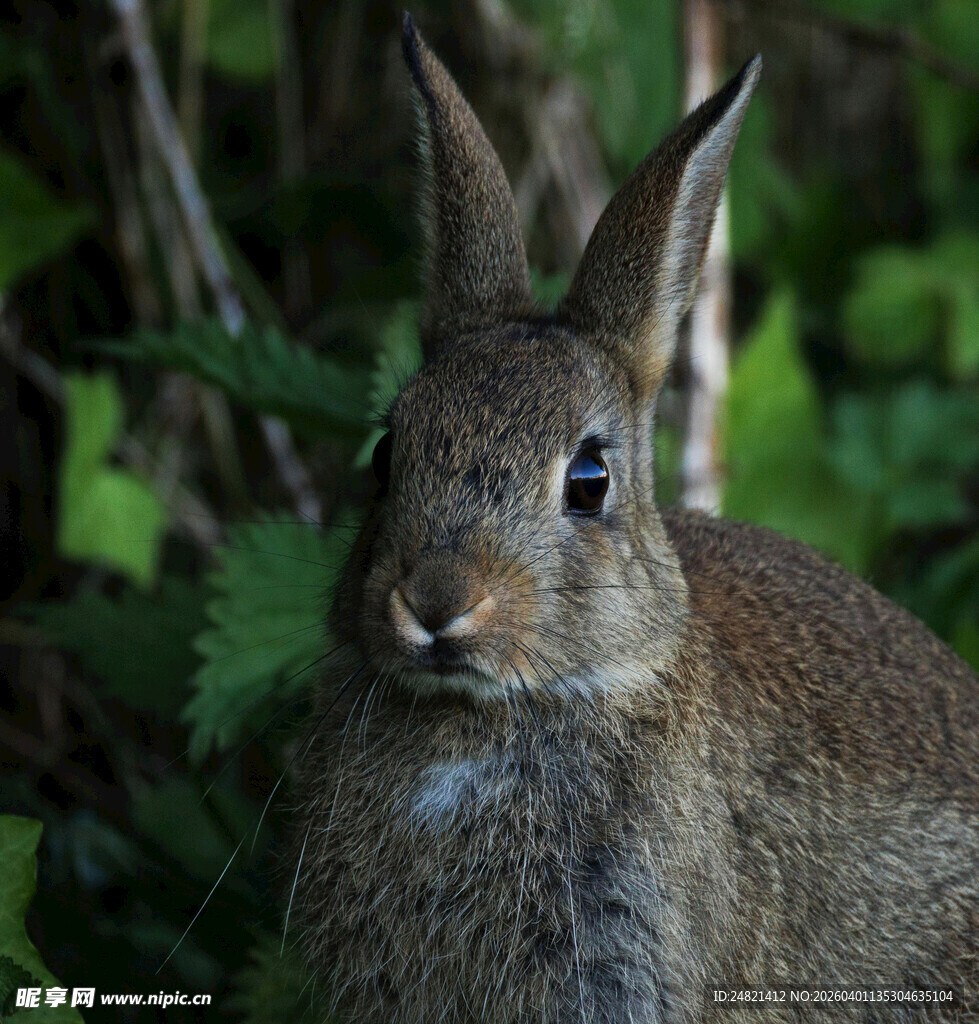 草丛中的灰毛野兔