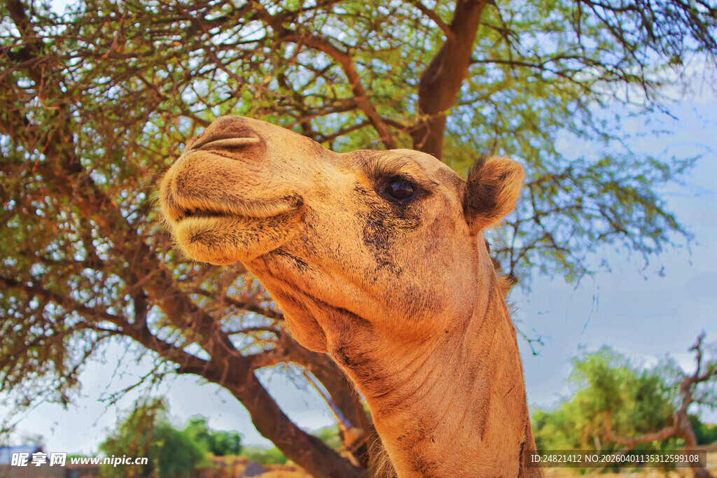 骆驼仰头于绿荫之下