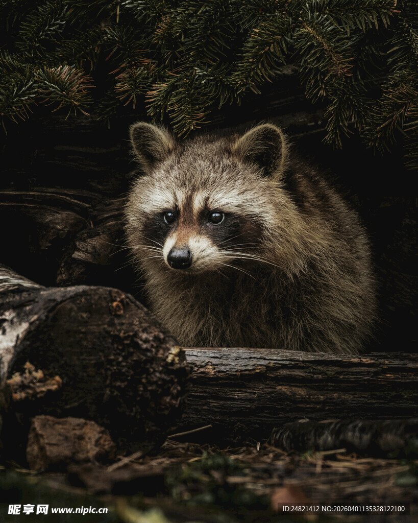 森林中探头的浣熊