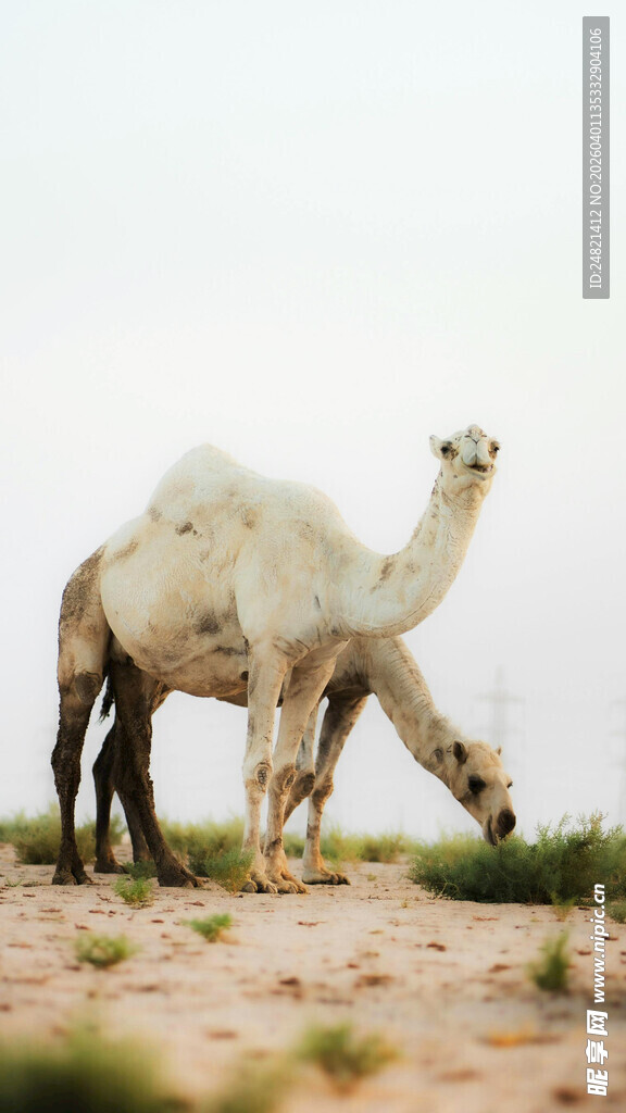 沙漠中的骆驼群