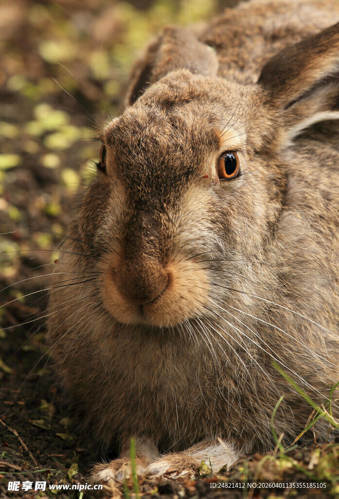 可爱野兔近景特写