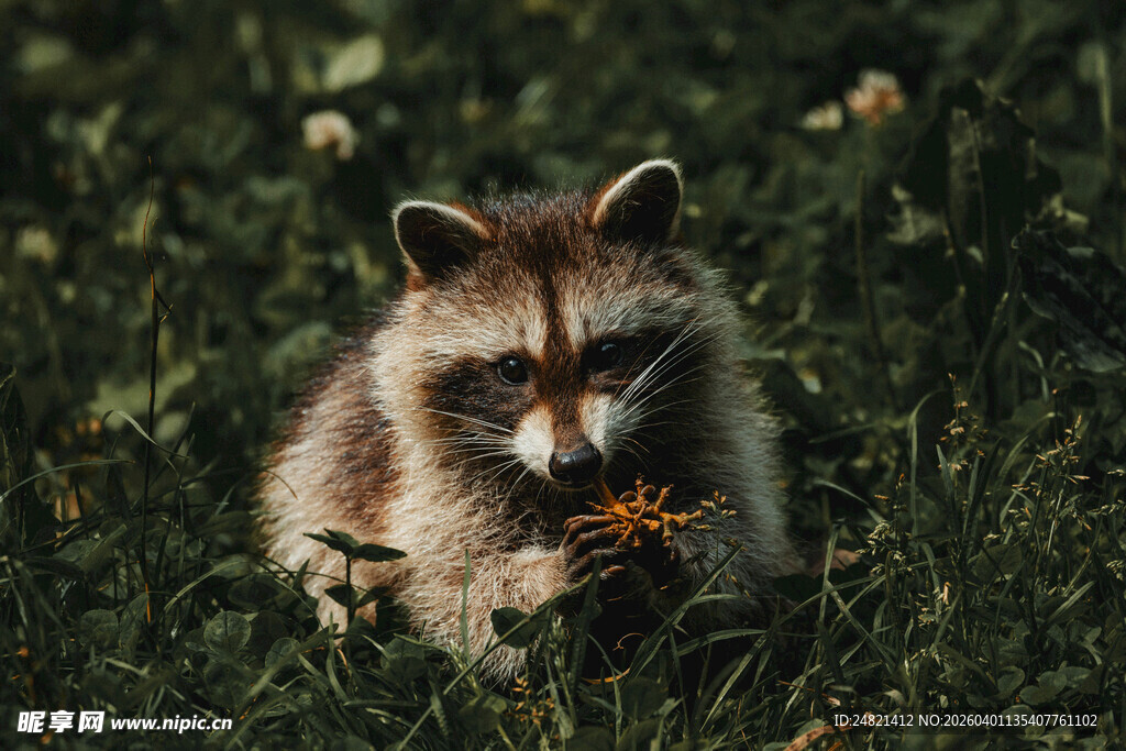 草地上的小浣熊