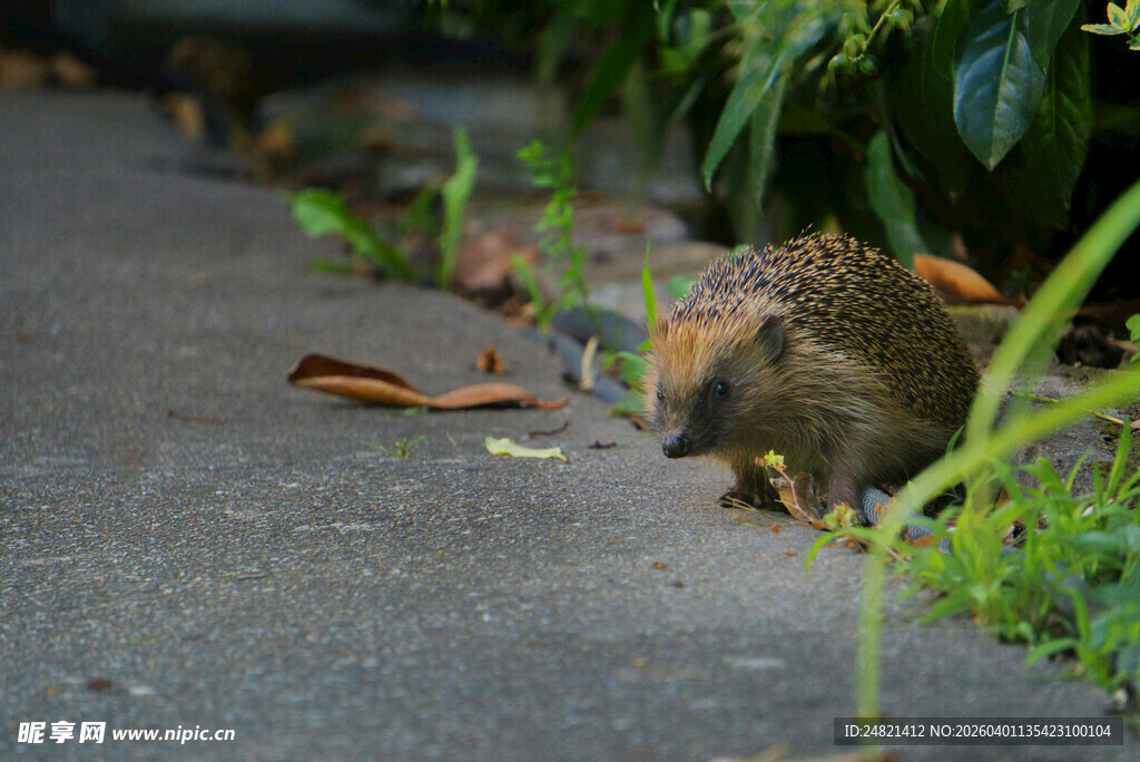 路边觅食的小刺猬