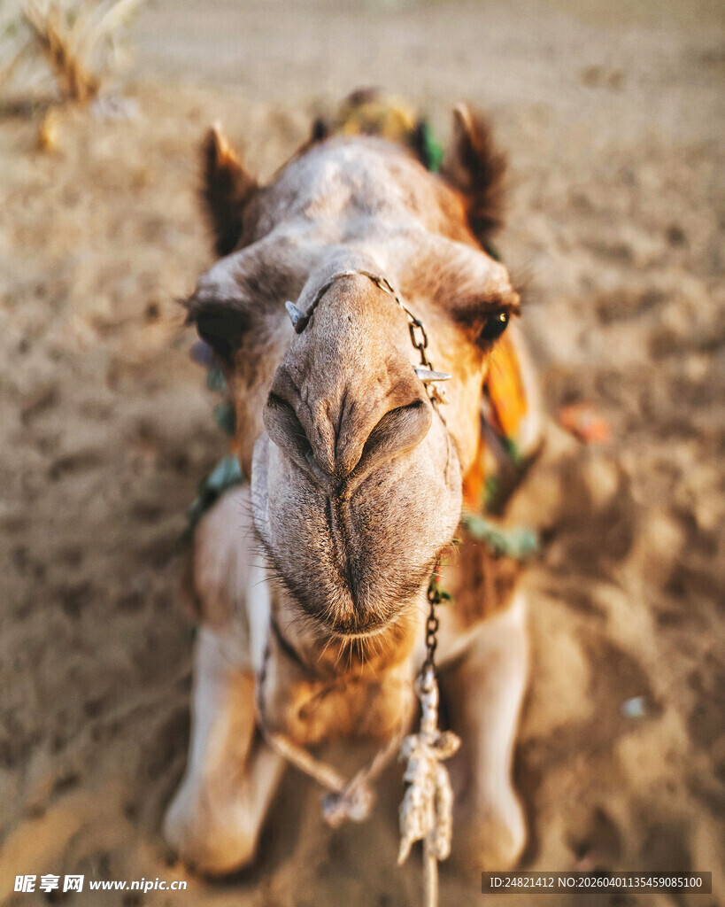 沙漠中的骆驼特写