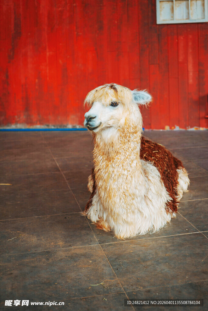 可爱羊驼悠闲趴地