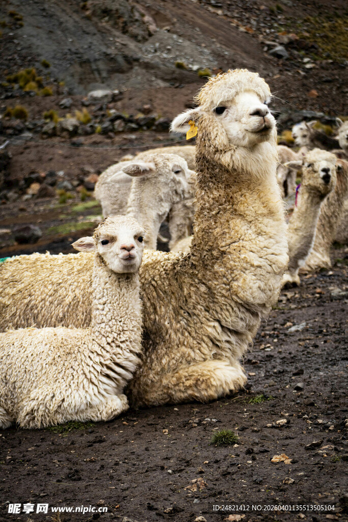 一群羊驼休憩的温馨场景