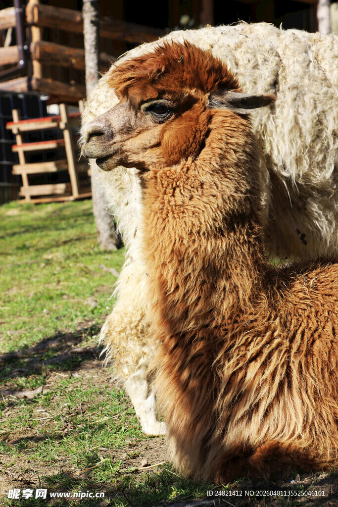 草地上休憩的两只羊驼