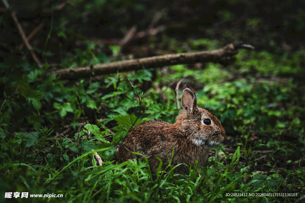 草丛中的野兔