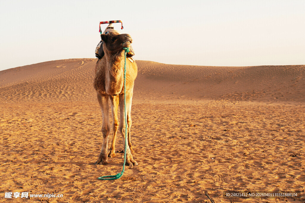沙漠中站立的骆驼
