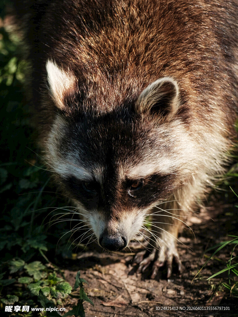 野外浣熊低头嗅探画面