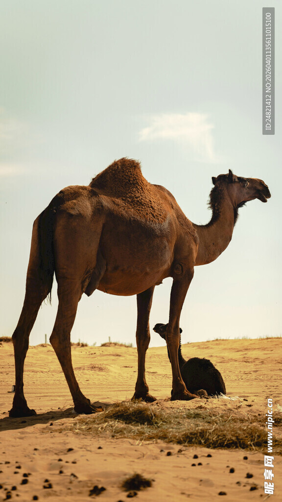 沙漠中的单峰骆驼