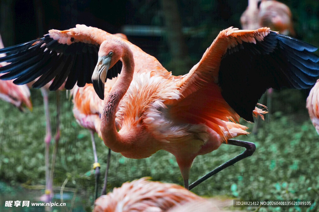 展翅的火烈鸟
