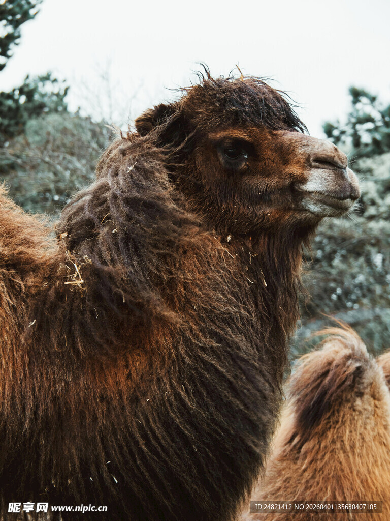 棕色骆驼近景特写