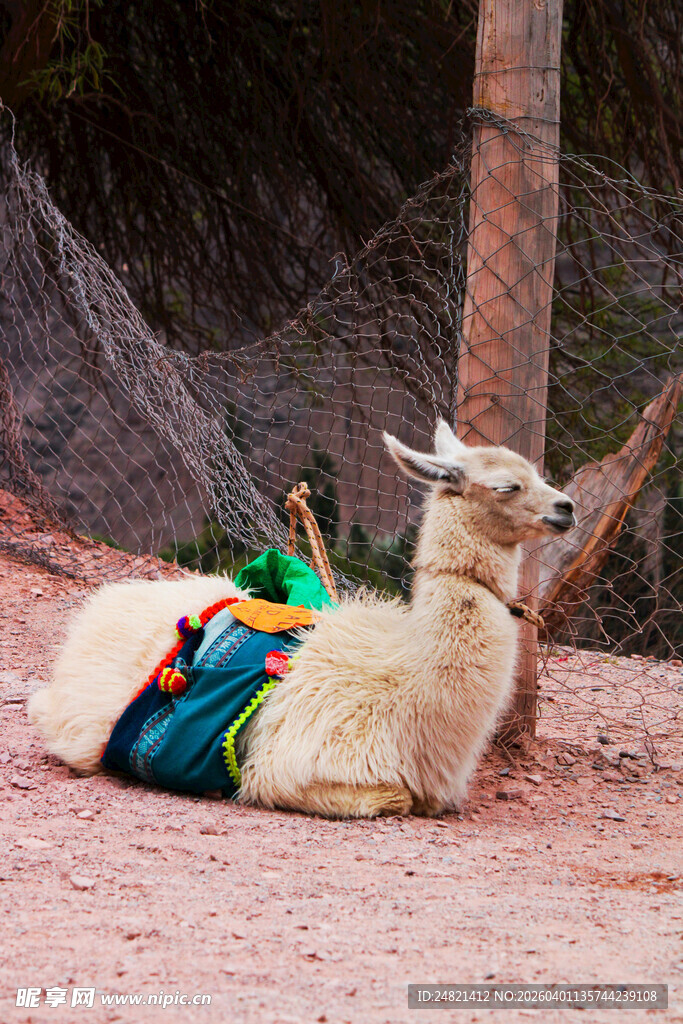 彩色鞍具下休憩的羊驼