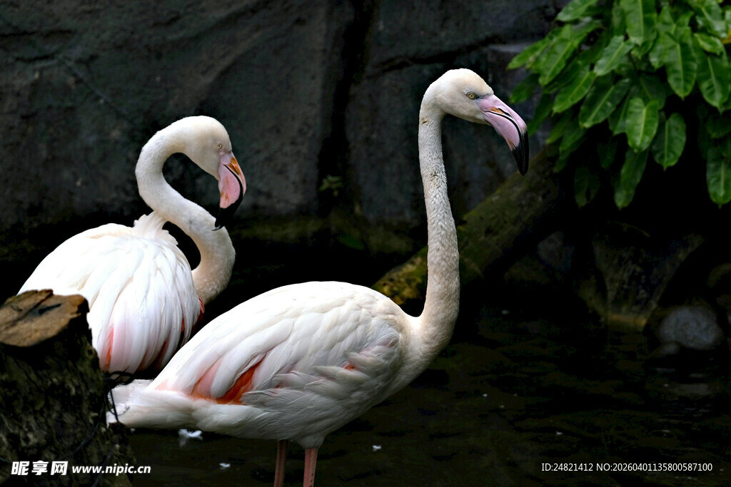 两只优雅火烈鸟于水边