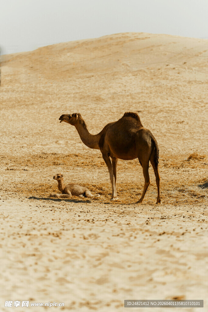 沙漠中的单峰骆驼
