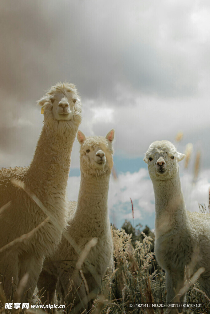 草原上的三只可爱羊驼
