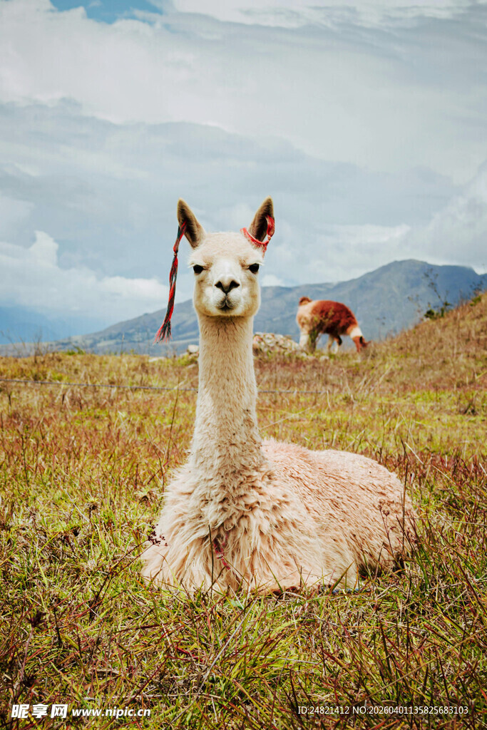 草原上休憩的可爱羊驼