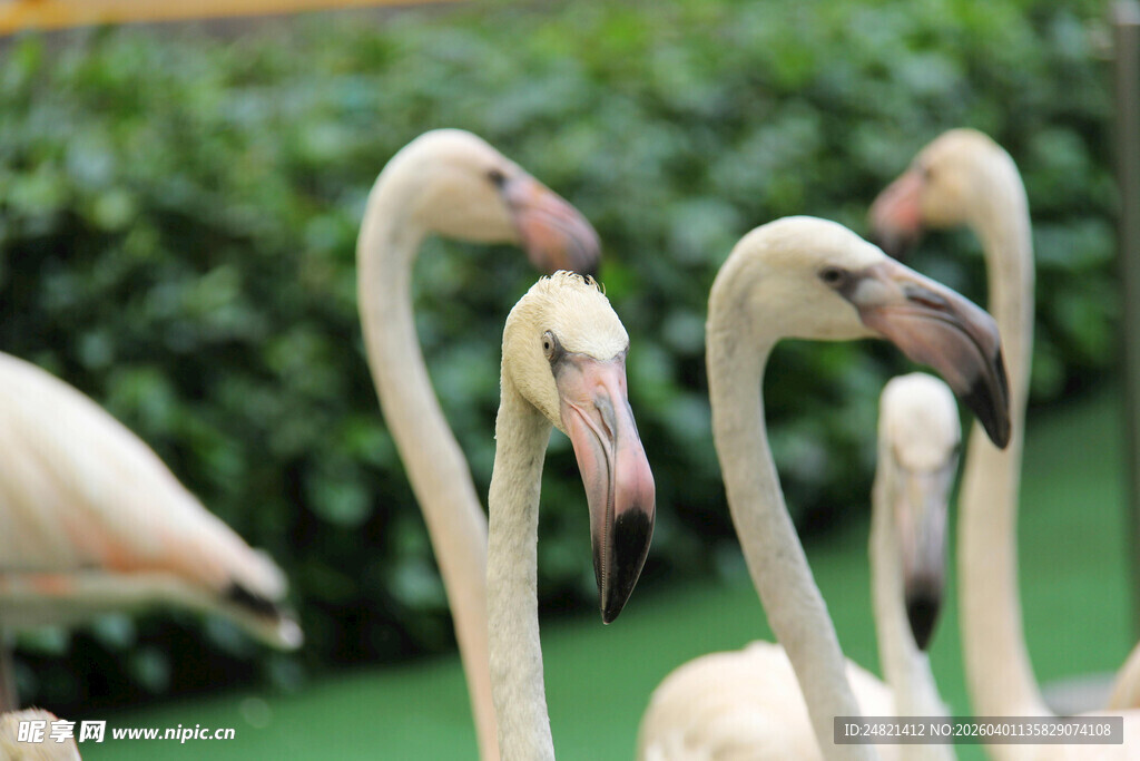 优雅火烈鸟群的美丽瞬间