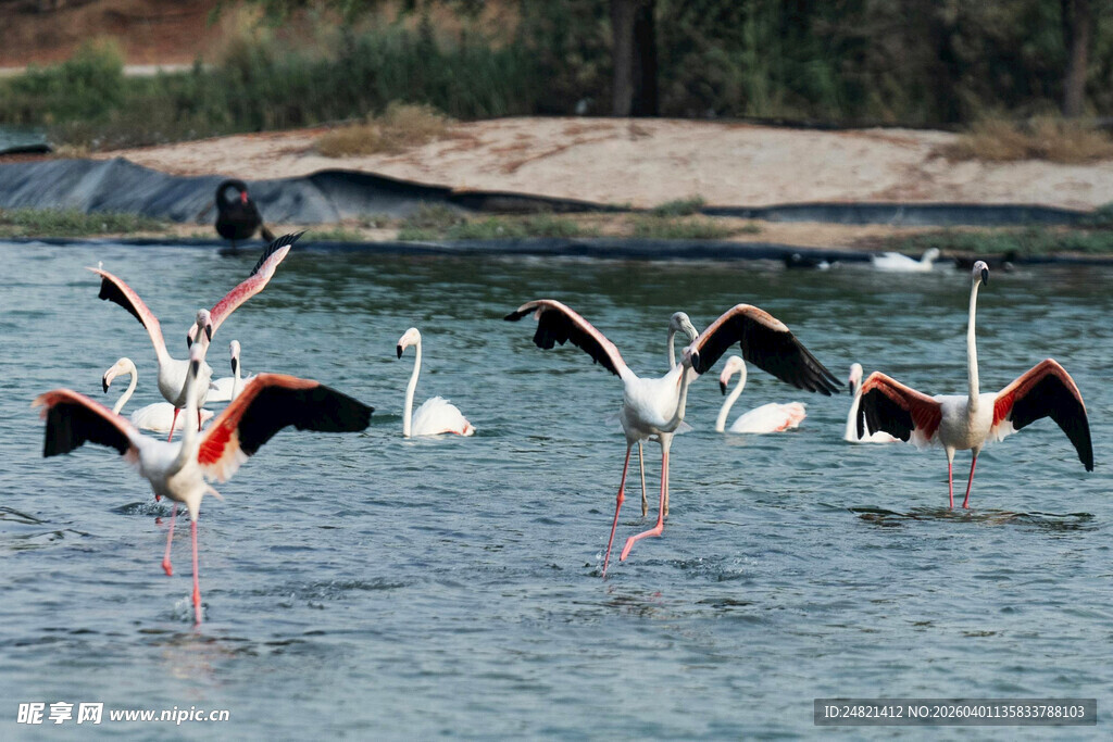 水中的火烈鸟群