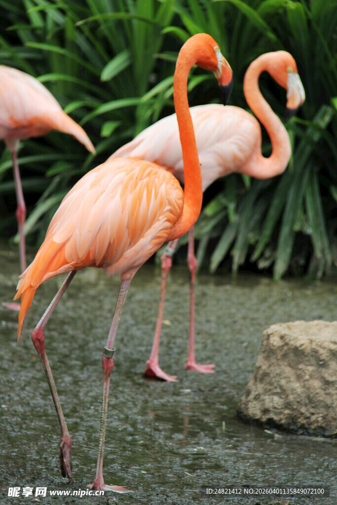 优雅火烈鸟漫步绿植旁
