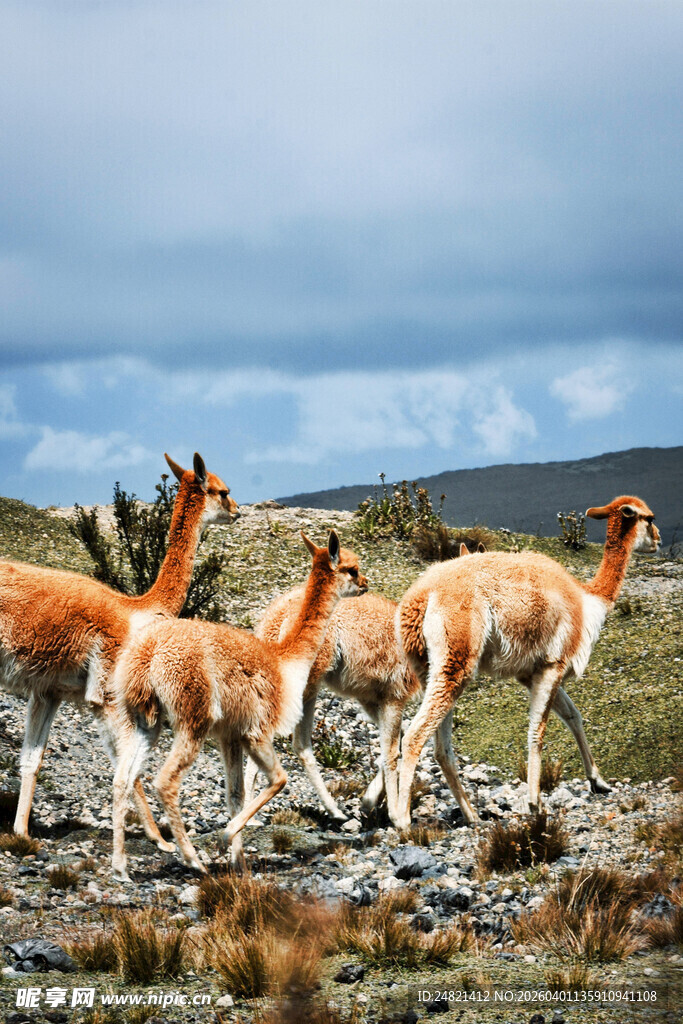草原上的几只骆马