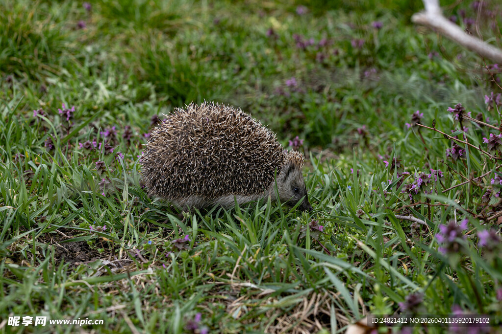 草地上的小刺猬