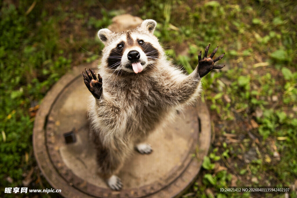 站立浣熊展示可爱姿态