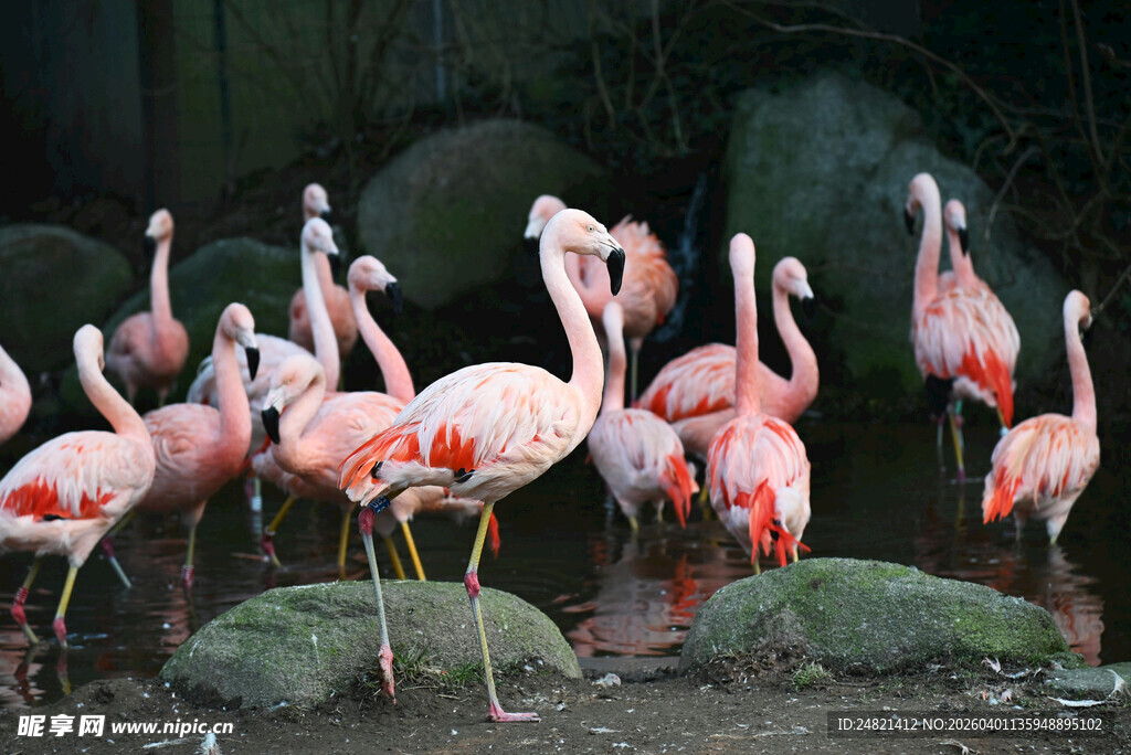 一群火烈鸟休憩在岩石边